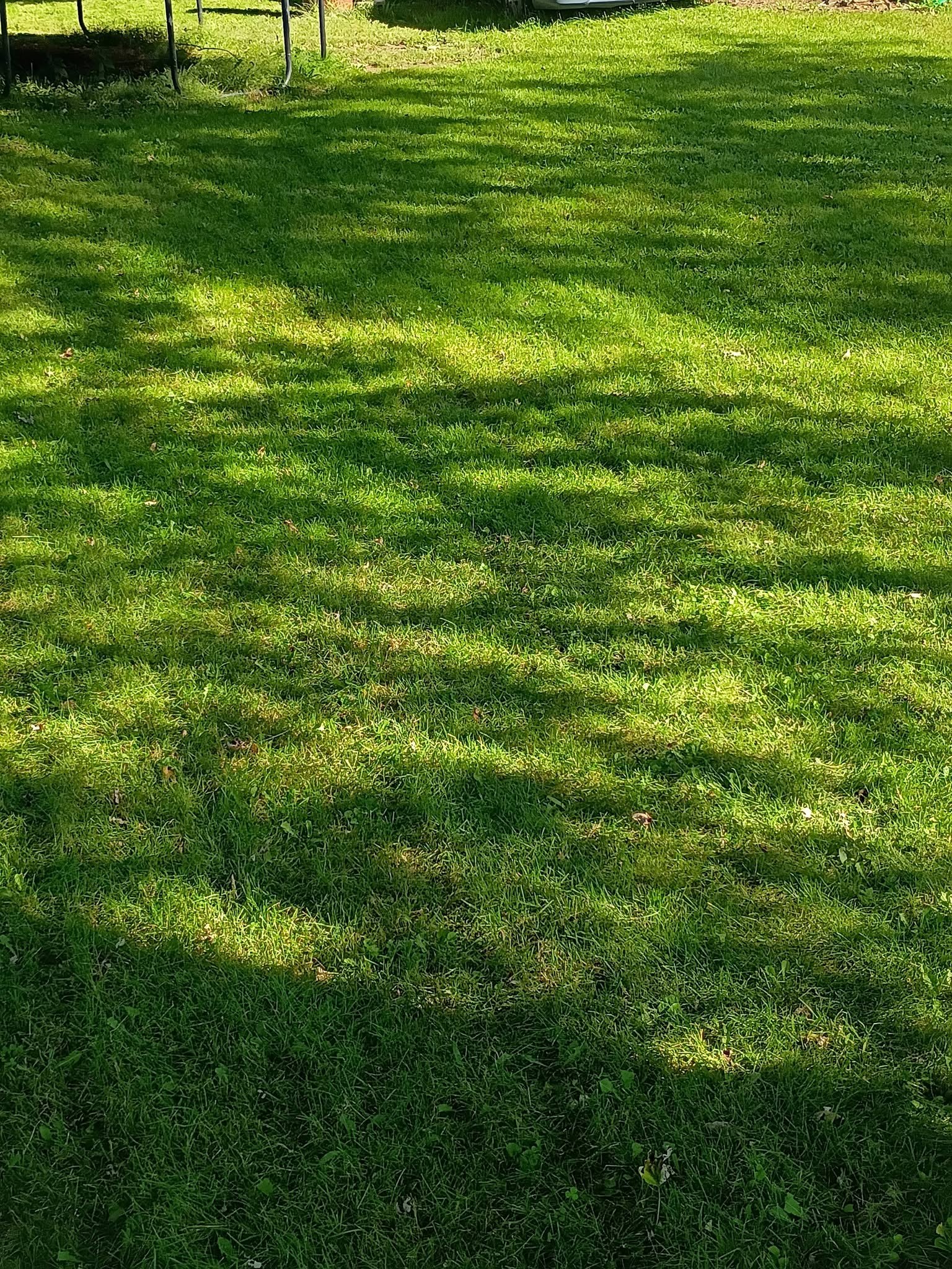 Freshly cut backyard lawn in dappled sunlight